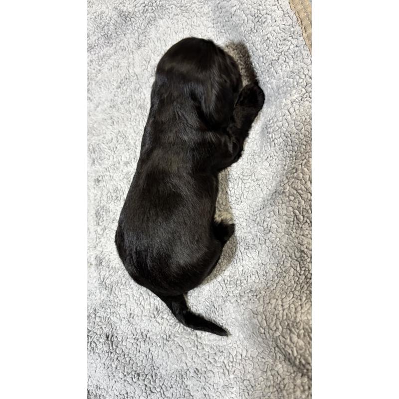 販売中の茨城県のイングリッシュコッカースパニエル-427132の3枚目