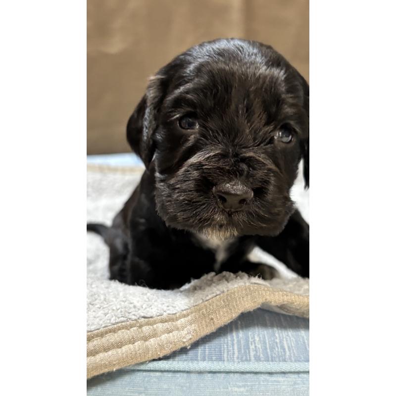 販売中の茨城県のイングリッシュコッカースパニエル-427132の2枚目