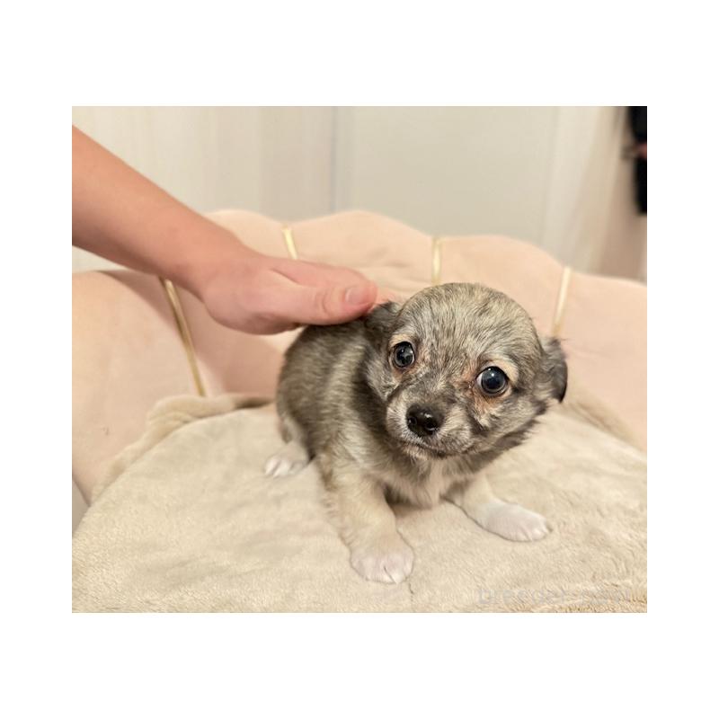 販売中の愛知県のチワワ(ロングコート)-426962