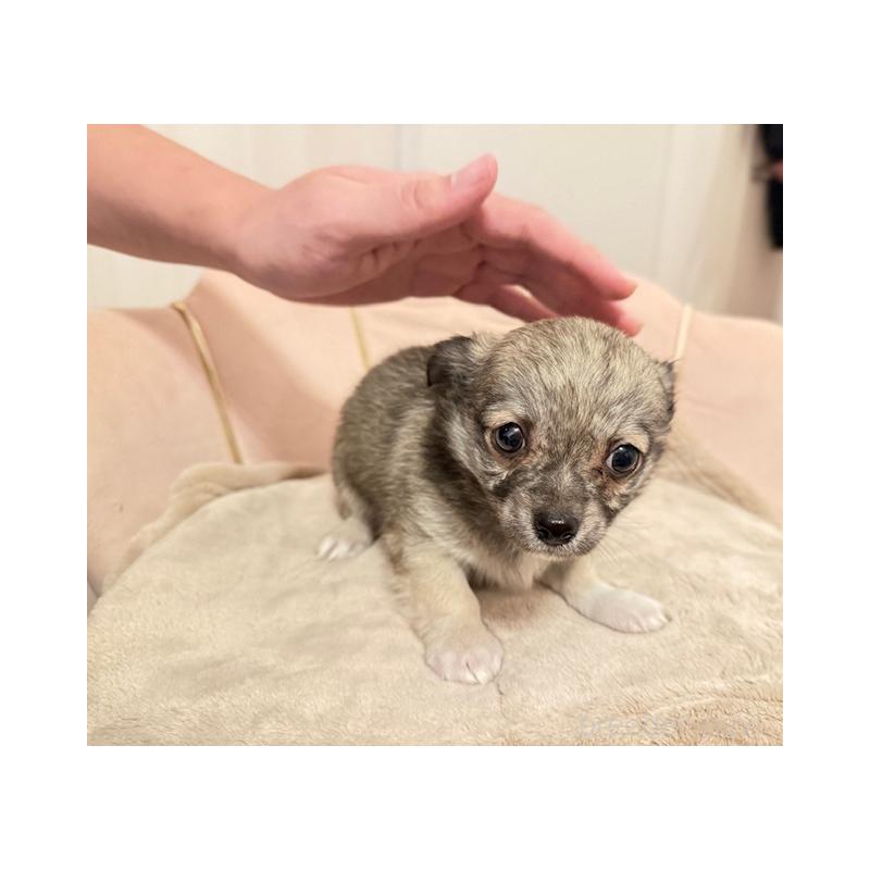 販売中の愛知県のチワワ(ロングコート)-426962の5枚目