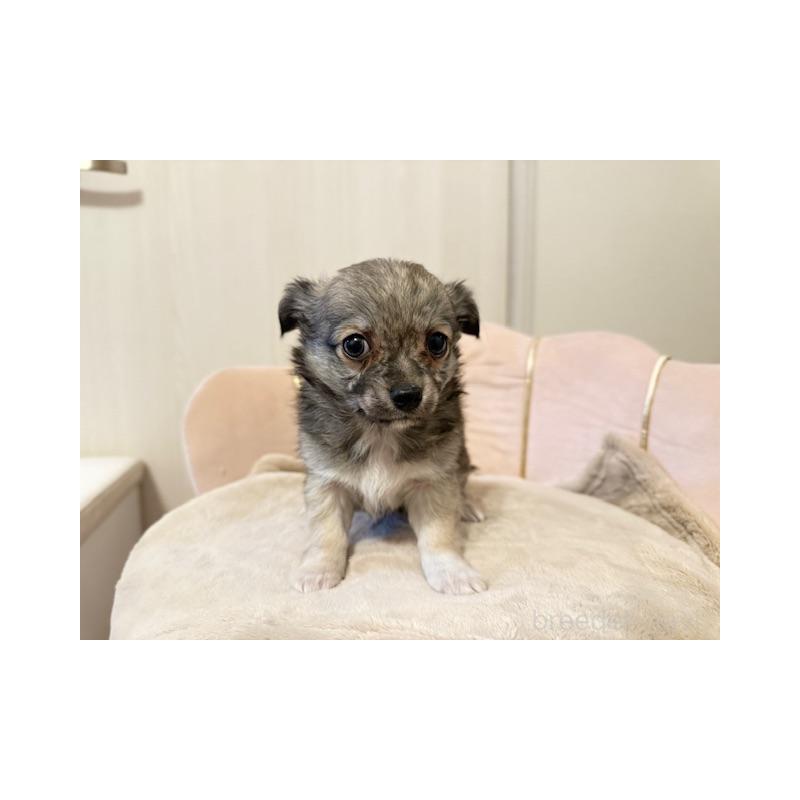 販売中の愛知県のチワワ(ロングコート)-426962の4枚目