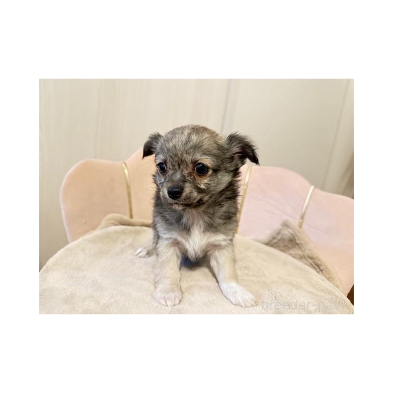 販売中の愛知県のチワワ(ロングコート)-426962の3枚目