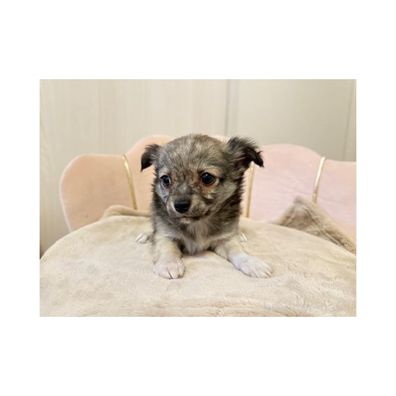 販売中の愛知県のチワワ(ロングコート)-426962の2枚目