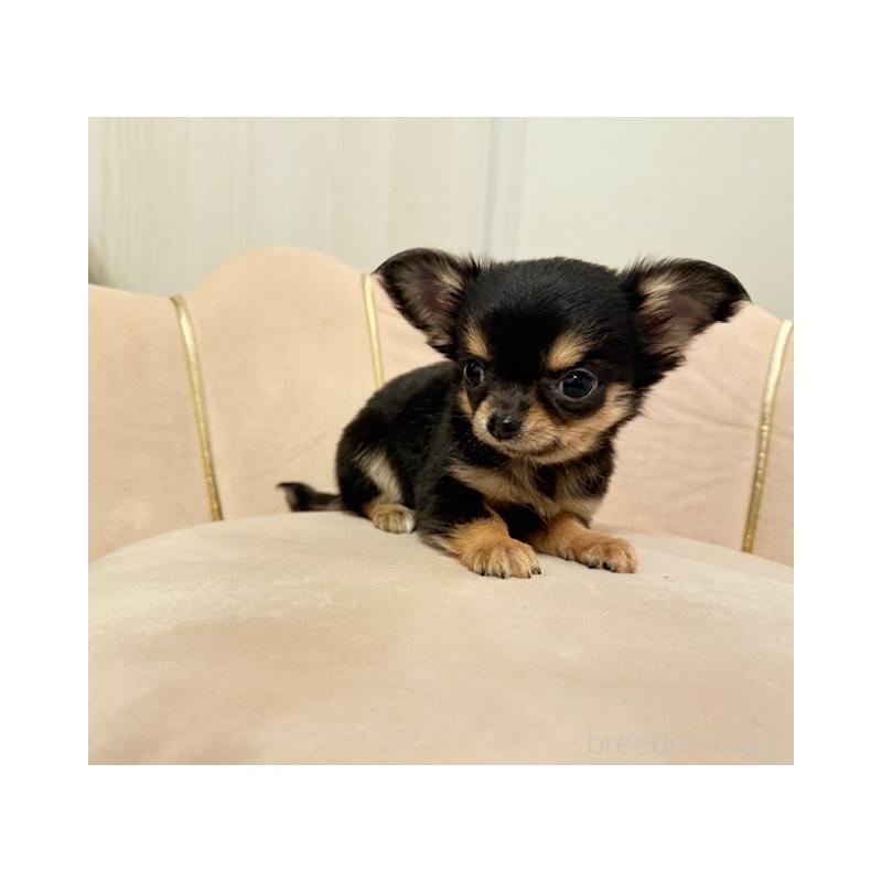 販売中の愛知県のチワワ(ロングコート)-426963の1枚目