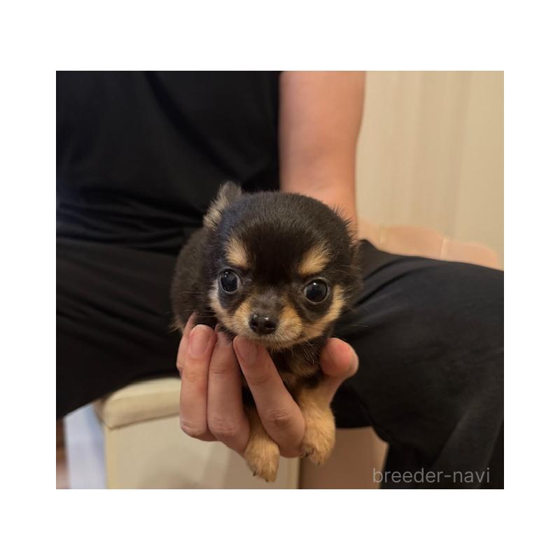 販売中の愛知県のチワワ(ロングコート)-426963の5枚目