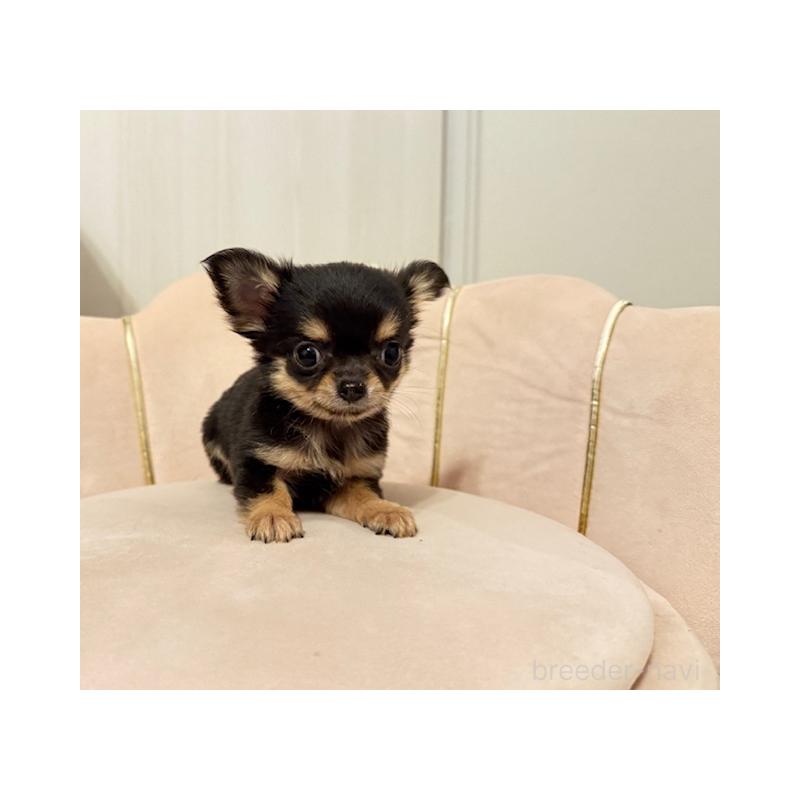 販売中の愛知県のチワワ(ロングコート)-426963の4枚目