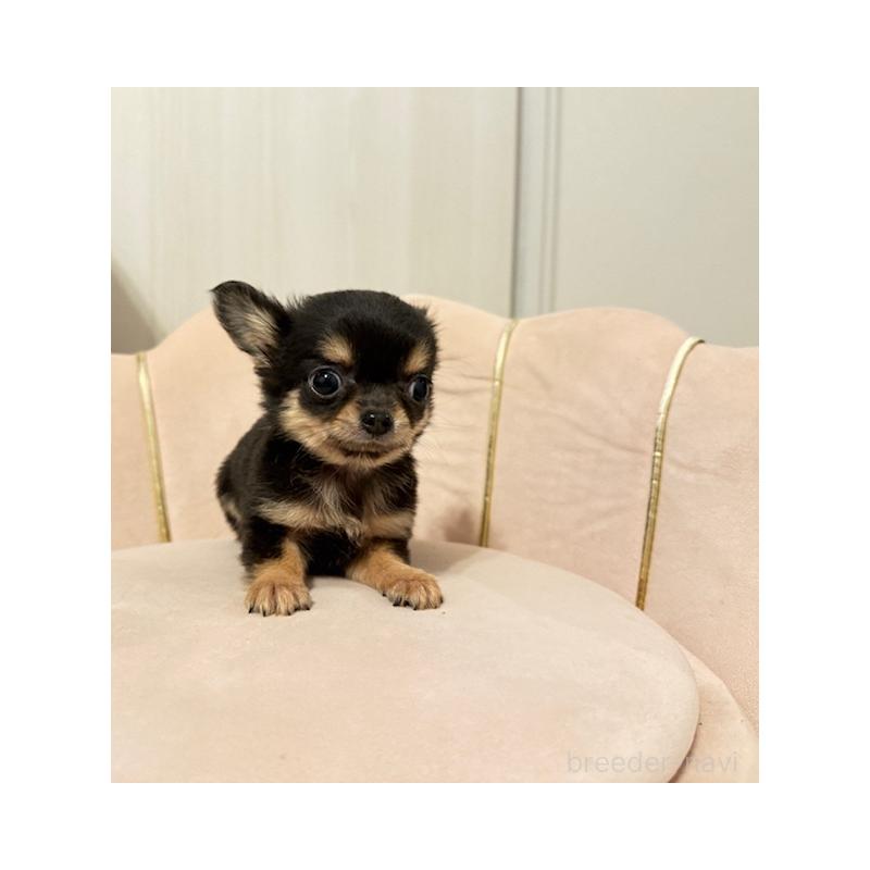 販売中の愛知県のチワワ(ロングコート)-426963の3枚目