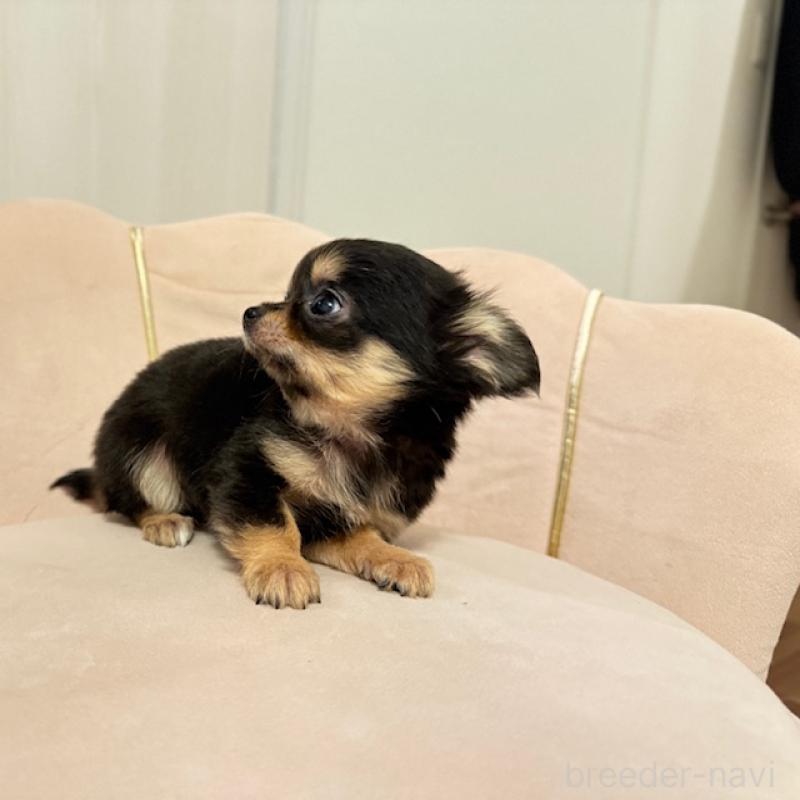 販売中の愛知県のチワワ(ロングコート)-426963の2枚目