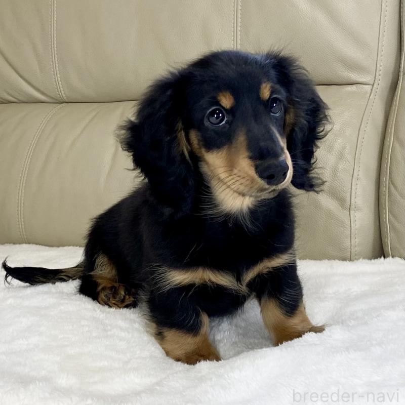 販売中の茨城県のミニチュアダックスフンド(ロングヘアード)-426964の15枚目