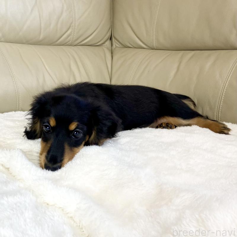 販売中の茨城県のミニチュアダックスフンド(ロングヘアード)-426964の14枚目