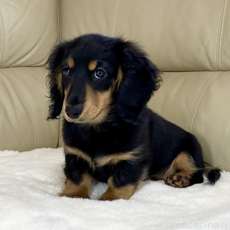 販売中の茨城県のミニチュアダックスフンド(ロングヘアード)-426964の13枚目