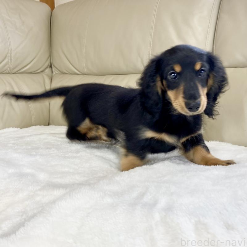 販売中の茨城県のミニチュアダックスフンド(ロングヘアード)-426964の12枚目