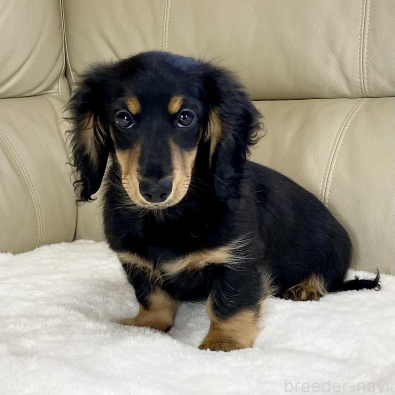 販売中の茨城県のミニチュアダックスフンド(ロングヘアード)-426964の11枚目