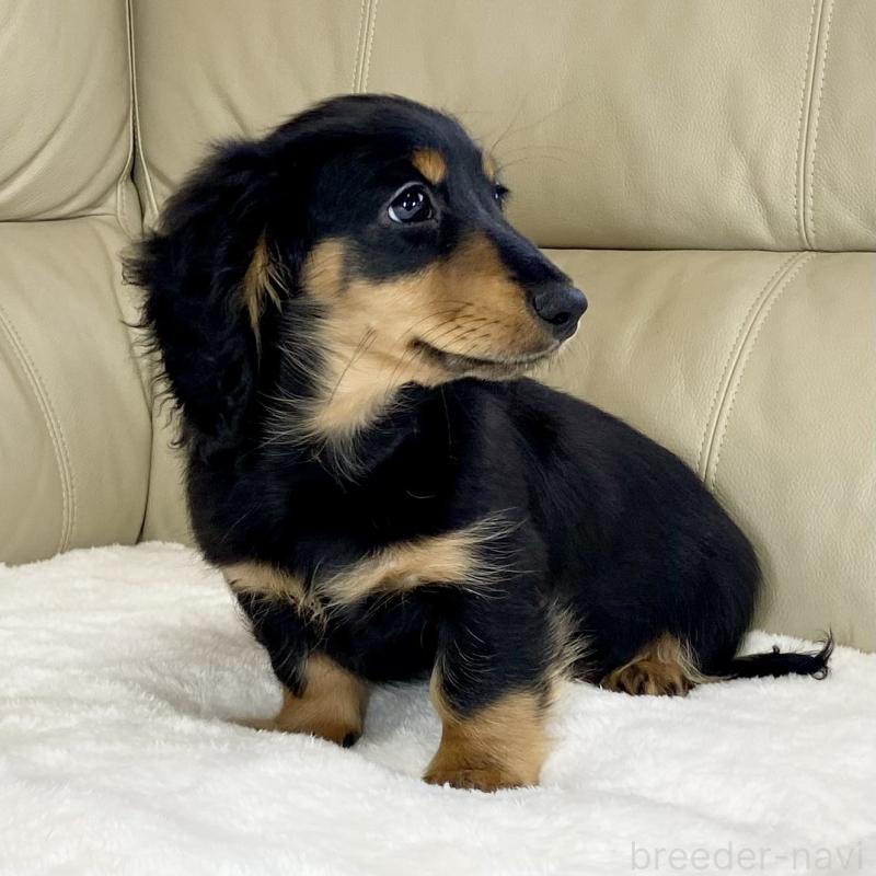 販売中の茨城県のミニチュアダックスフンド(ロングヘアード)-426964の10枚目