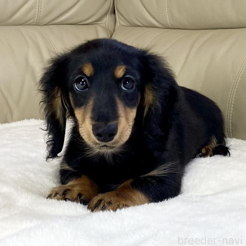 販売中の茨城県のミニチュアダックスフンド(ロングヘアード)-426964