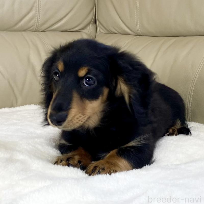 販売中の茨城県のミニチュアダックスフンド(ロングヘアード)-426964の9枚目