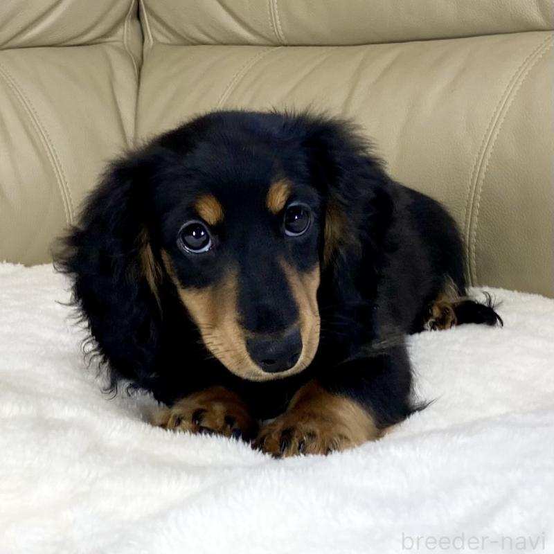 販売中の茨城県のミニチュアダックスフンド(ロングヘアード)-426964の8枚目