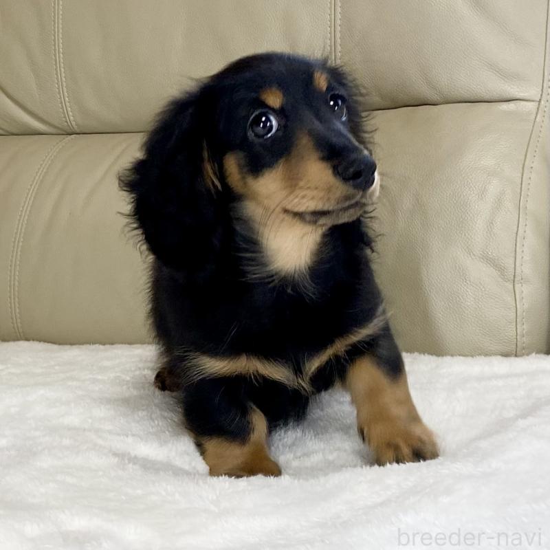 販売中の茨城県のミニチュアダックスフンド(ロングヘアード)-426964の7枚目