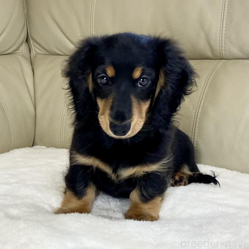 販売中の茨城県のミニチュアダックスフンド(ロングヘアード)-426964の6枚目