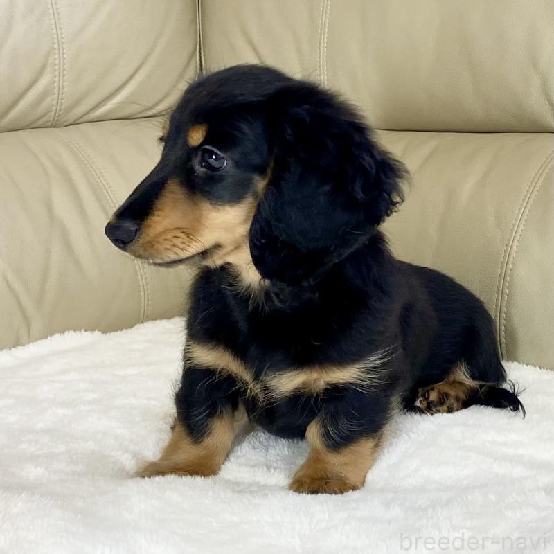 販売中の茨城県のミニチュアダックスフンド(ロングヘアード)-426964の5枚目