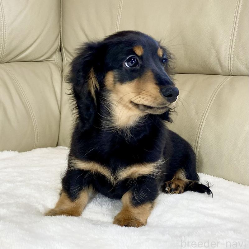 販売中の茨城県のミニチュアダックスフンド(ロングヘアード)-426964の4枚目