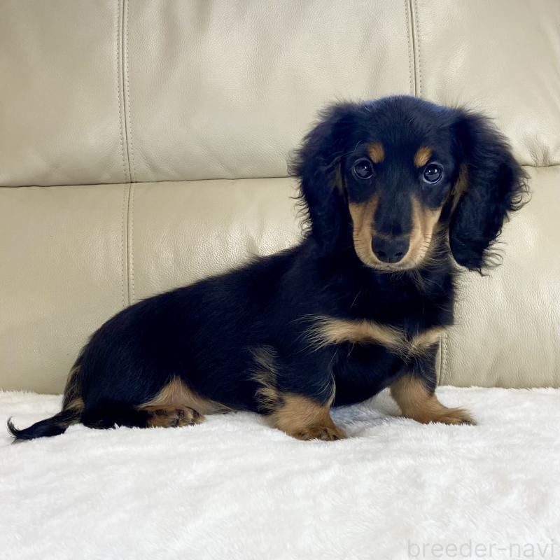 販売中の茨城県のミニチュアダックスフンド(ロングヘアード)-426964の3枚目