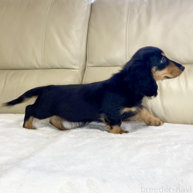 販売中の茨城県のミニチュアダックスフンド(ロングヘアード)-426964の2枚目