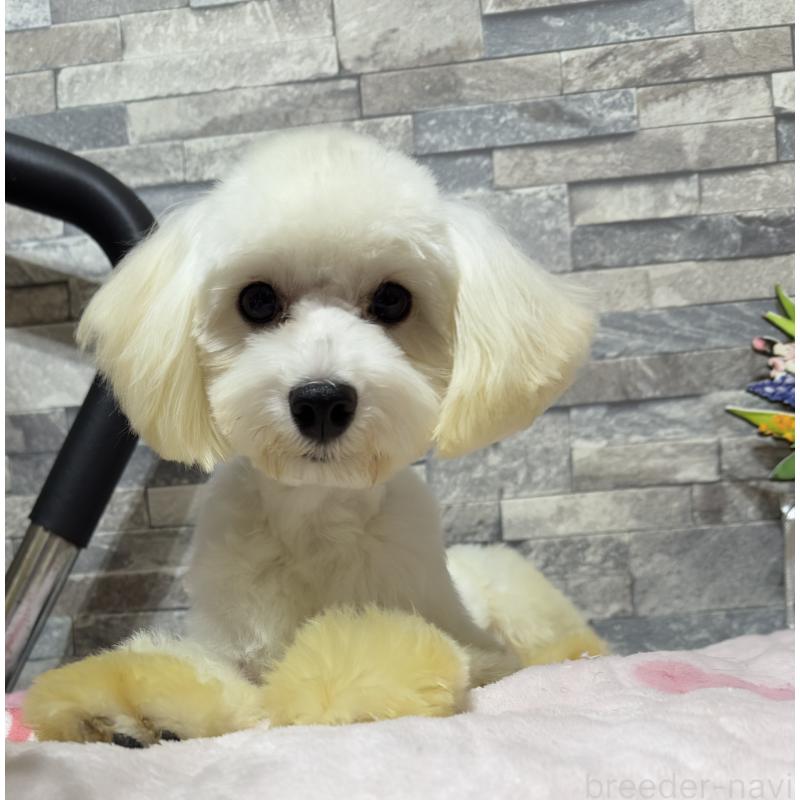 販売中の兵庫県のトイプードル-422627