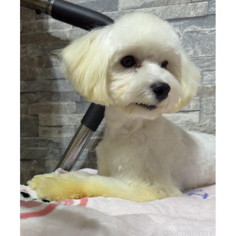 販売中の兵庫県のトイプードル-422627の5枚目