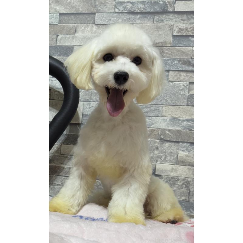 販売中の兵庫県のトイプードル-422627の4枚目