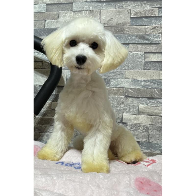 販売中の兵庫県のトイプードル-422627の3枚目