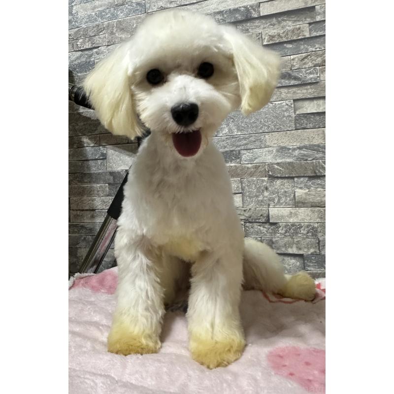 販売中の兵庫県のトイプードル-422627