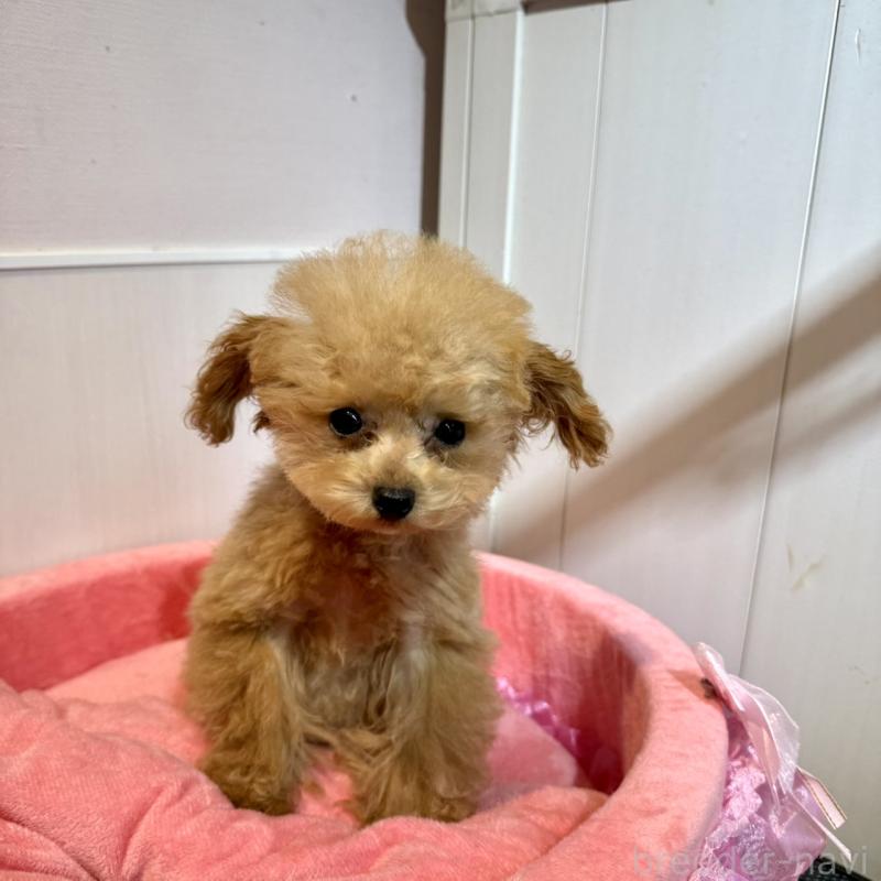 販売中の埼玉県のティーカッププードル-427133の1枚目