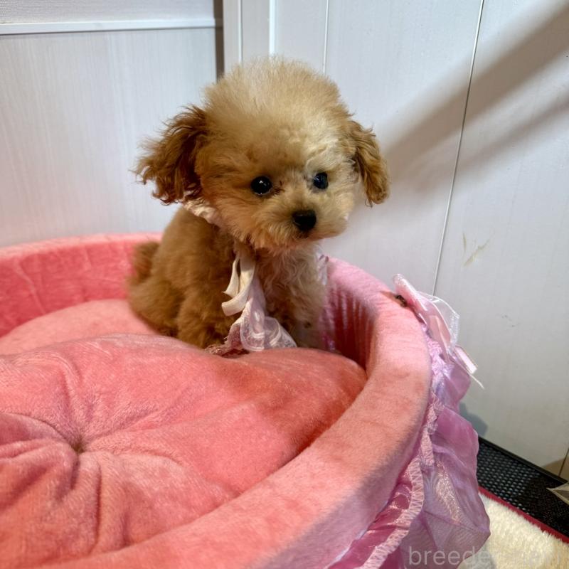 販売中の埼玉県のティーカッププードル-427133の6枚目