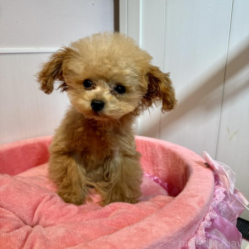 販売中の埼玉県のティーカッププードル-427133の5枚目