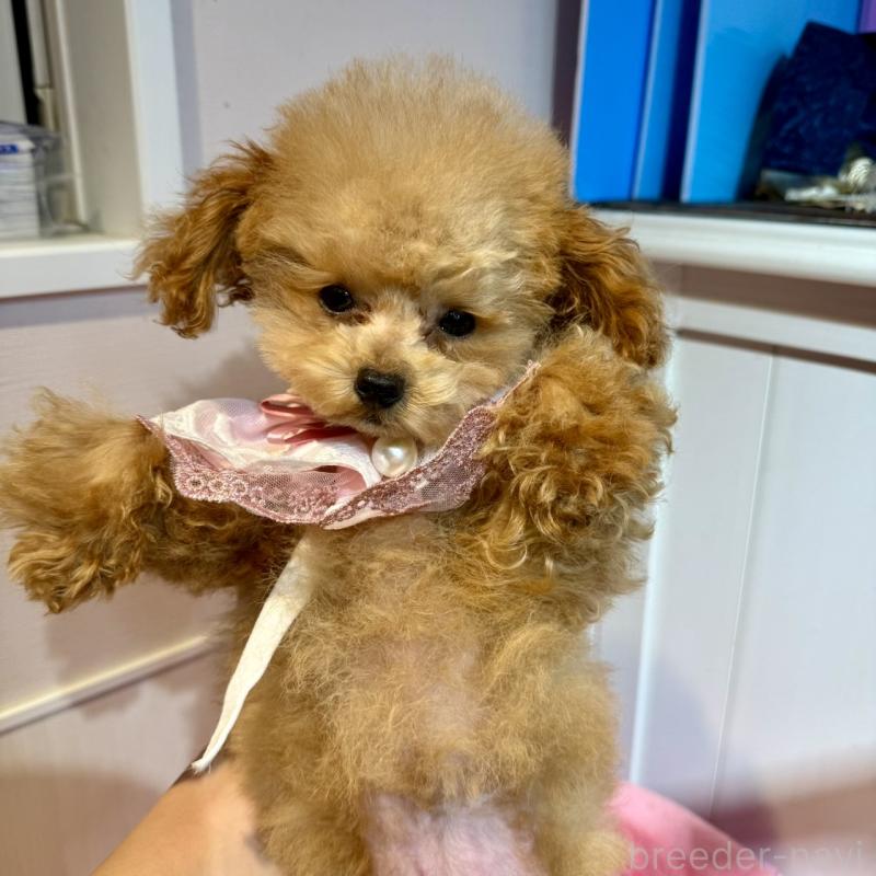 販売中の埼玉県のティーカッププードル-427133の4枚目