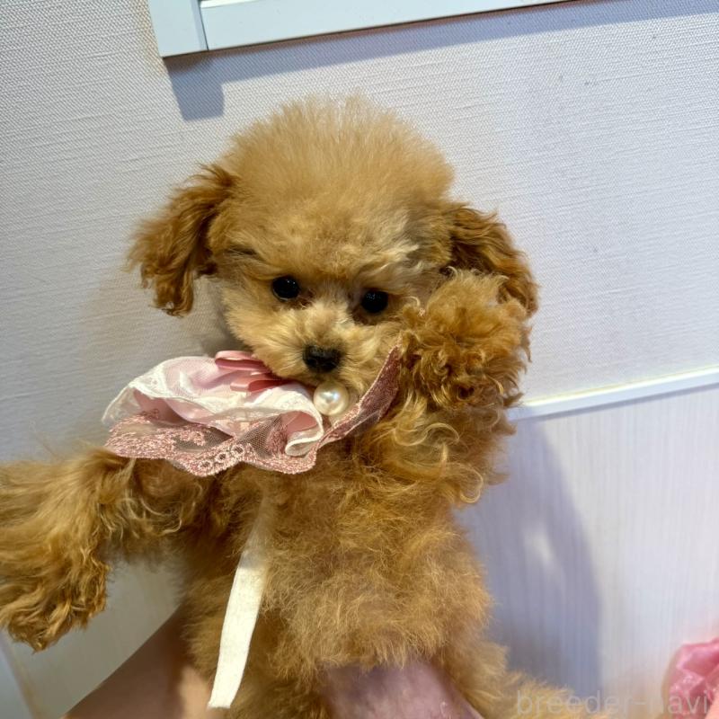 販売中の埼玉県のティーカッププードル-427133の3枚目