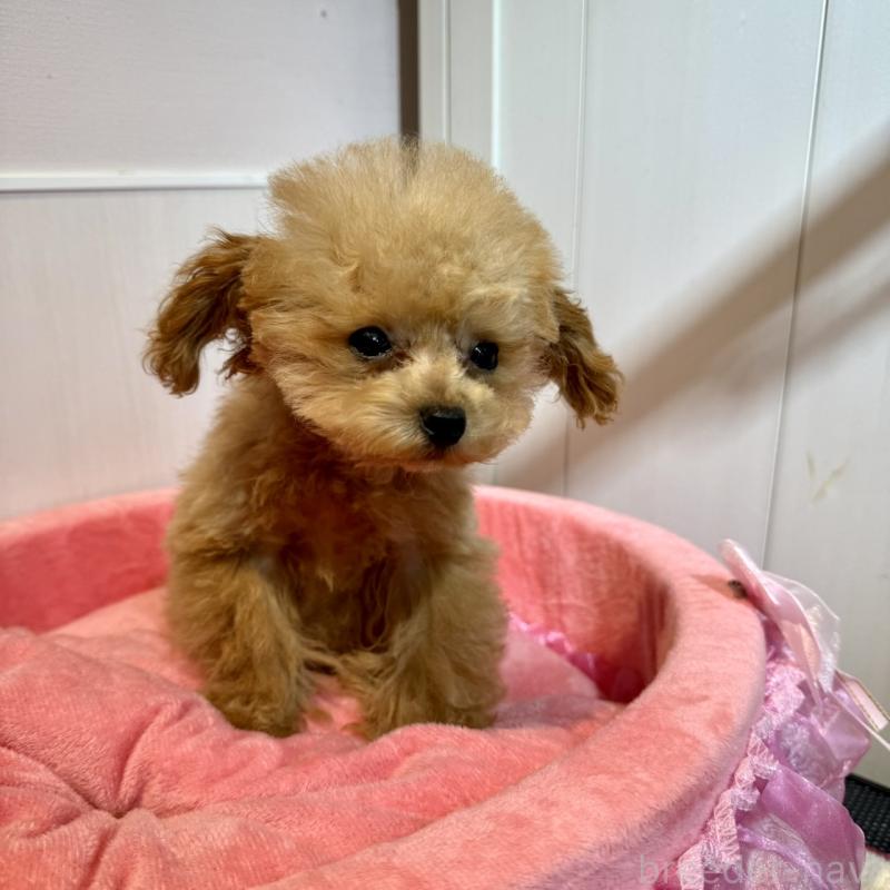 販売中の埼玉県のティーカッププードル-427133の2枚目