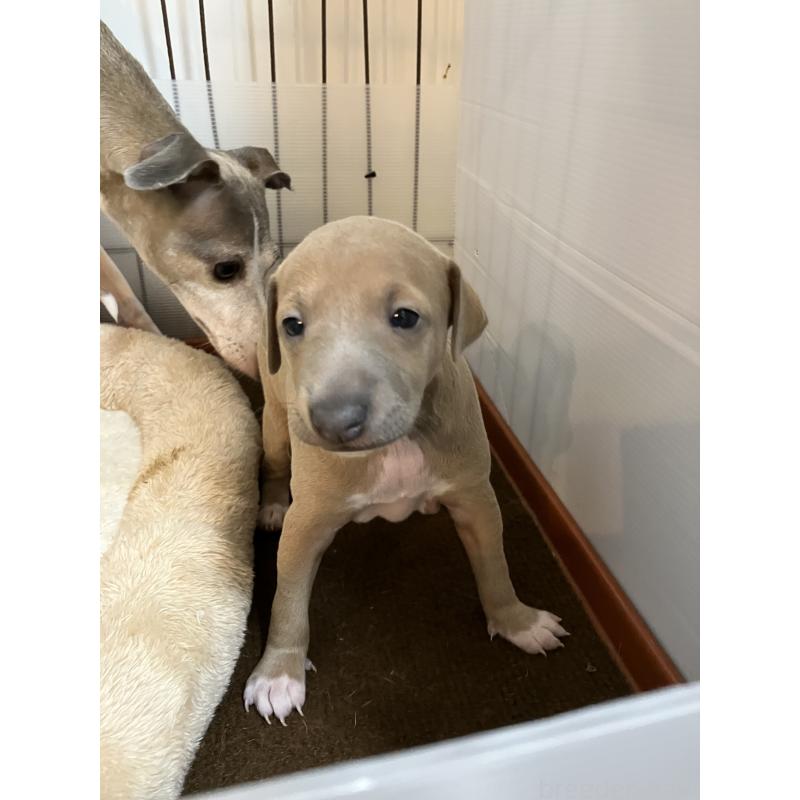 成約済の滋賀県のイタリアングレーハウンド(イタグレ)-425135の10枚目