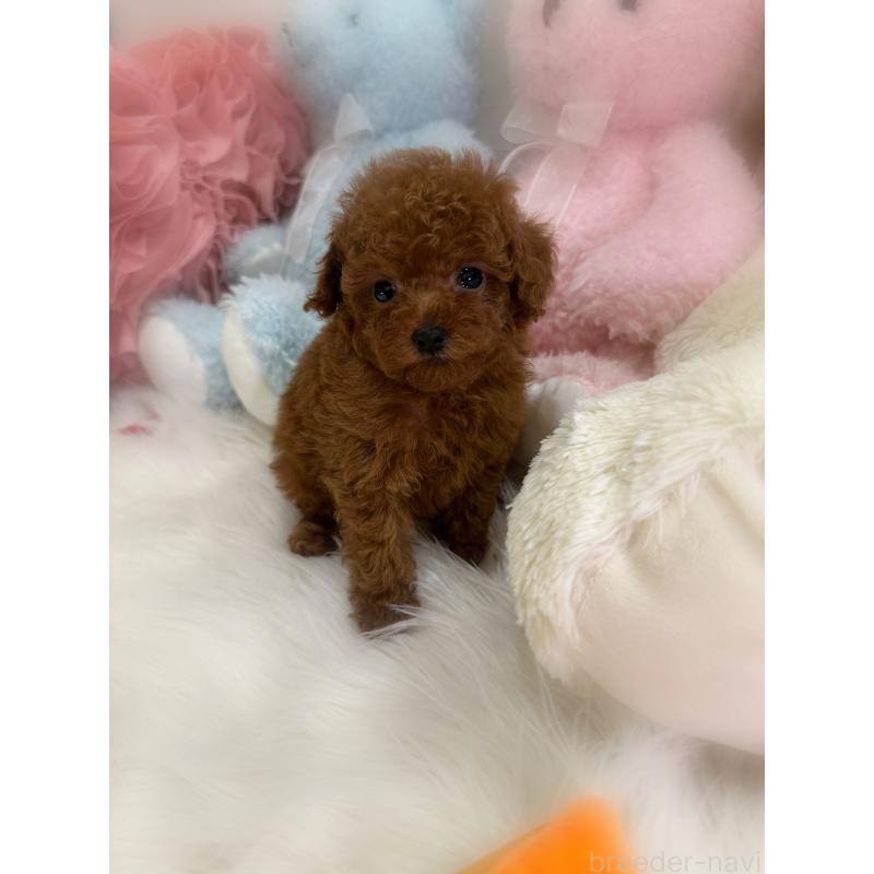 商談中の香川県のティーカッププードル-425769の3枚目