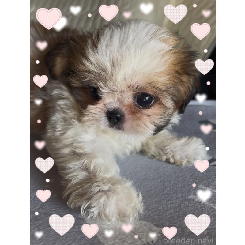 成約済の東京都のチワズー:チワワ×シーズー-425504の7枚目