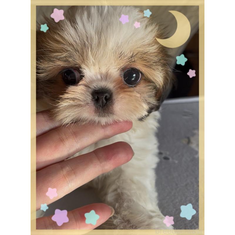 成約済の東京都のチワズー:チワワ×シーズー-425504の6枚目