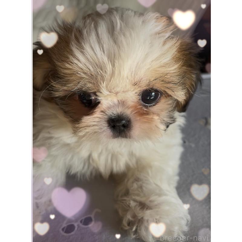 成約済の東京都のチワズー:チワワ×シーズー-425504の4枚目