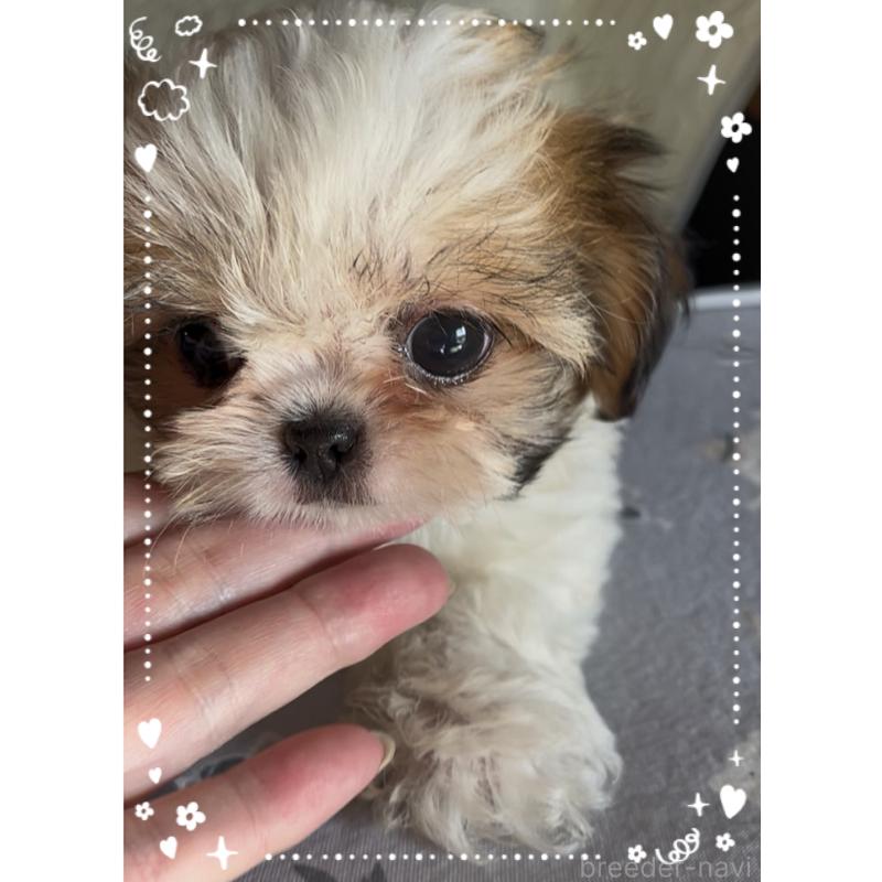 成約済の東京都のチワズー:チワワ×シーズー-425504の3枚目