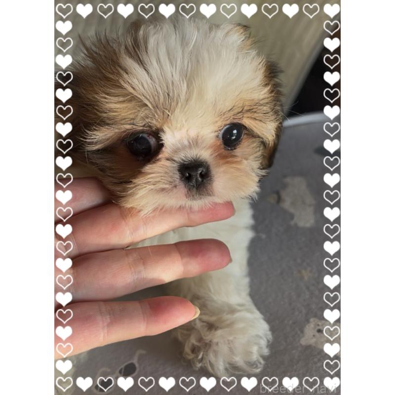 成約済の東京都のチワズー:チワワ×シーズー-425504の2枚目