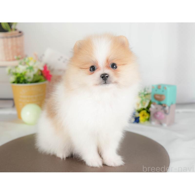 販売中の栃木県のポメラニアン-427270の7枚目