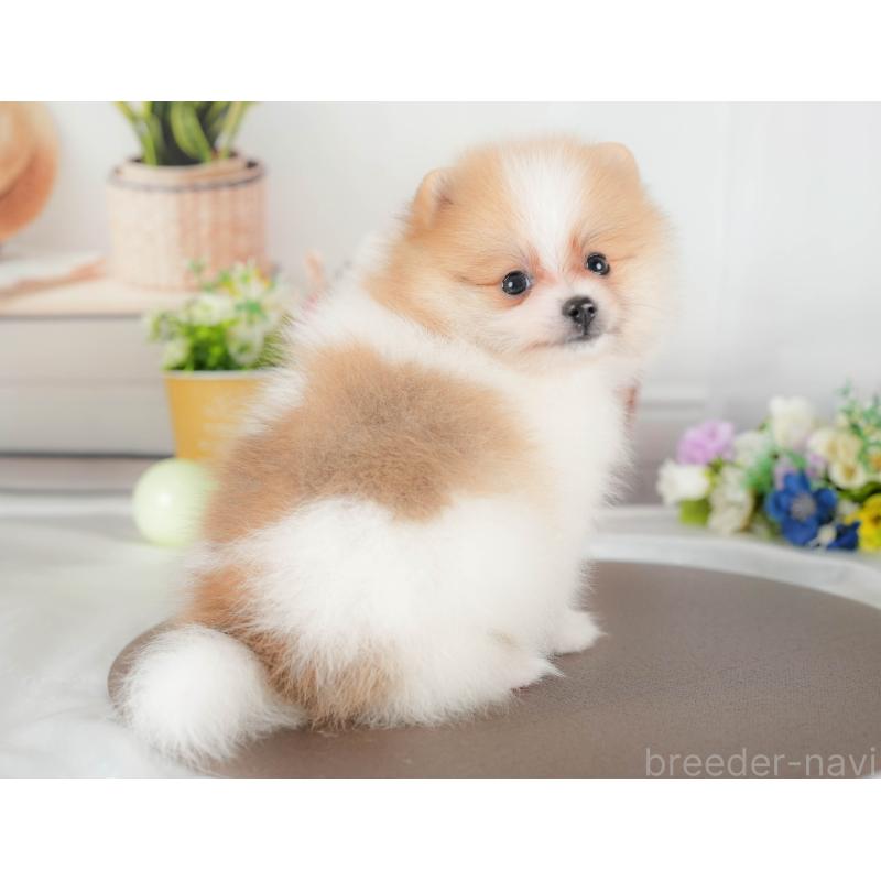 販売中の栃木県のポメラニアン-427270の4枚目