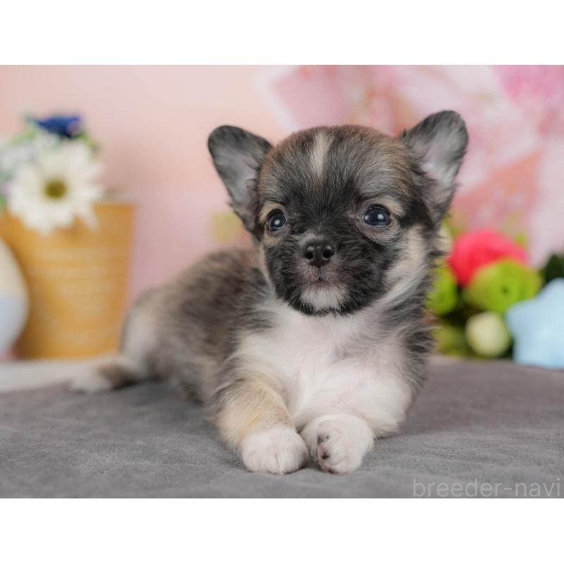 販売中の栃木県のチワワ(ロングコート)-427281の3枚目