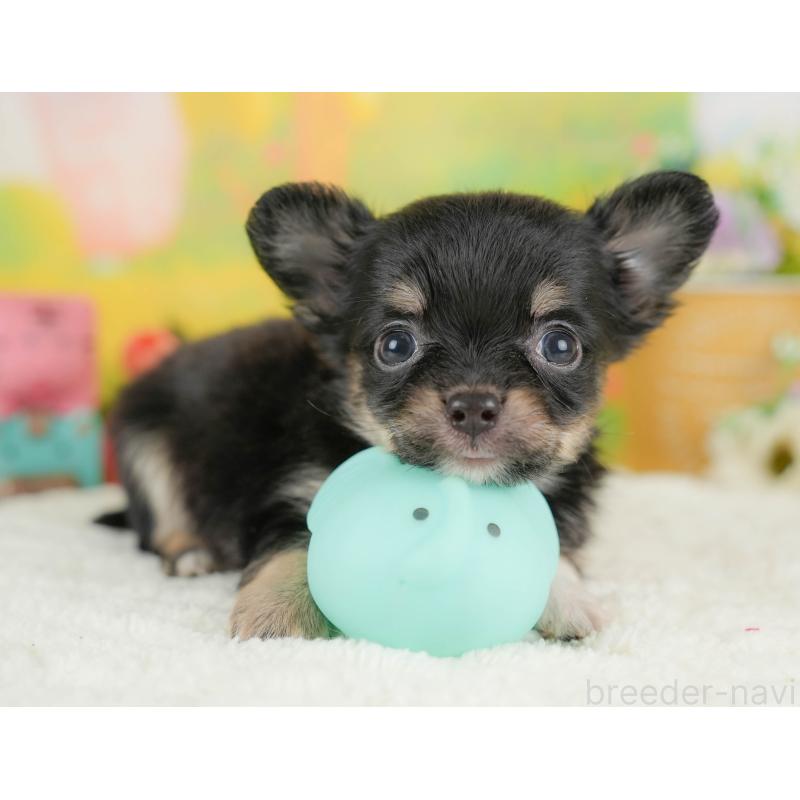 販売中の栃木県のチワワ(ロングコート)-427280の9枚目