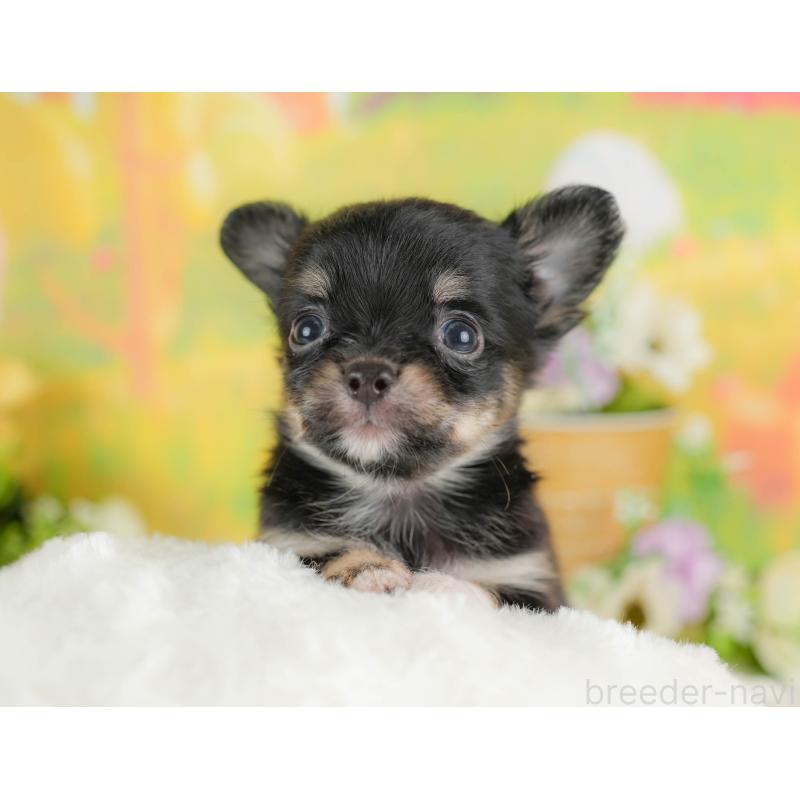 販売中の栃木県のチワワ(ロングコート)-427280の6枚目